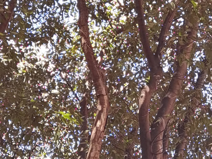 Fotografija stabla