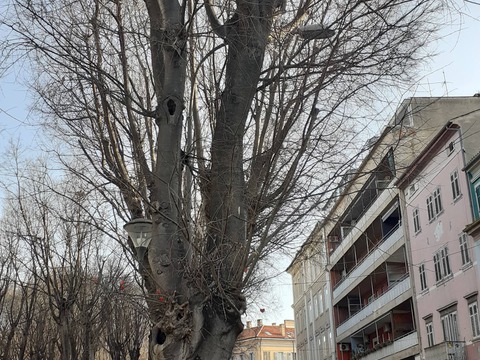 Fotografija stabla